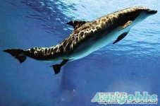 難得一見的海豚產子全過程