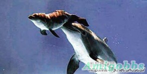 難得一見的海豚產子全過程
