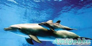 難得一見的海豚產子全過程