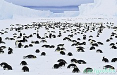 皇帝企鵝的喪禮　跪拜送別小兒女