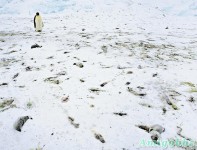 皇帝企鵝的喪禮　跪拜送別小兒女