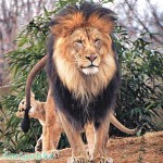 「河東獅吼」獅王變懦夫