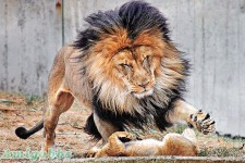 「河東獅吼」獅王變懦夫