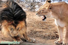 「河東獅吼」獅王變懦夫