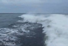 原來海豚也有交通事故呀~~~~