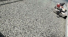 加州數百萬魚　離奇死