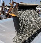加州數百萬魚　離奇死