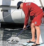 加州數百萬魚　離奇死