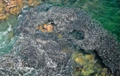 墨西哥海灘魚群如墨