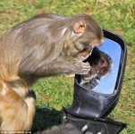 動物園將奔馳給猴子當玩具 被拆面目全非(圖)