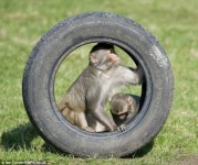 動物園將奔馳給猴子當玩具 被拆面目全非(圖)